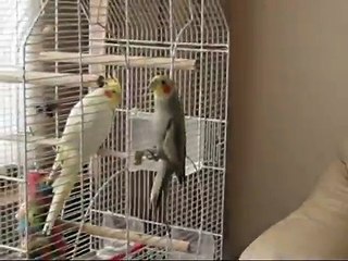 Lonny de valkparkiet fluit leuke melodietjes