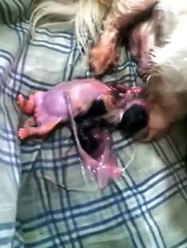 thea's shi tzu giving birth