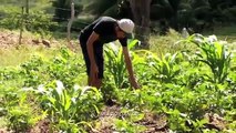 Ceará   Agricultores Do Cariri Investem No Plantio De Feijão Irrigado