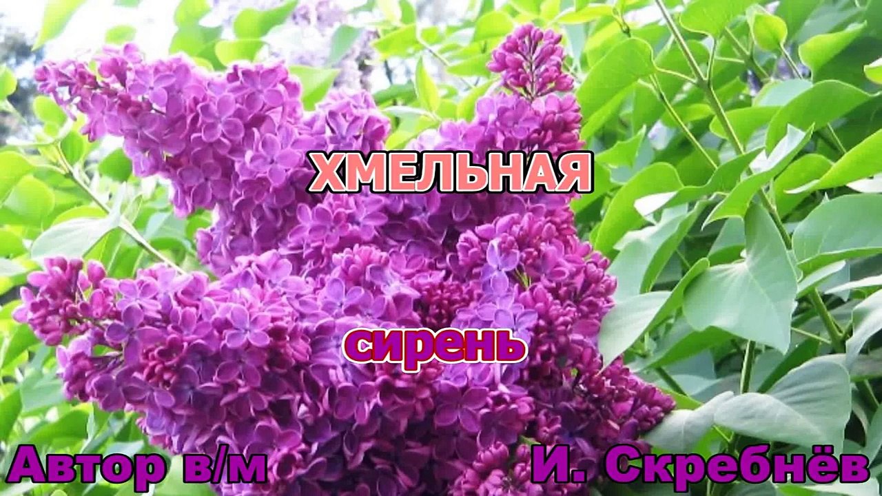 ЮРИЙ АНТОНОВ - ХМЕЛЬНАЯ СИРЕНЬ