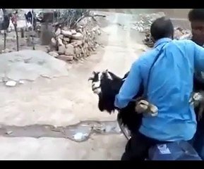 janwar ke sath bhi zulam or apne sath bhi zulam