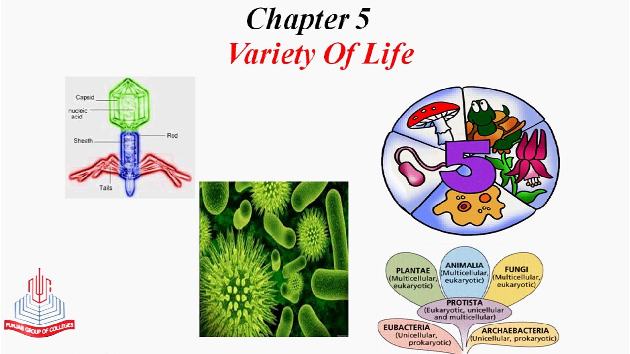 Introduction & Evolutionary History