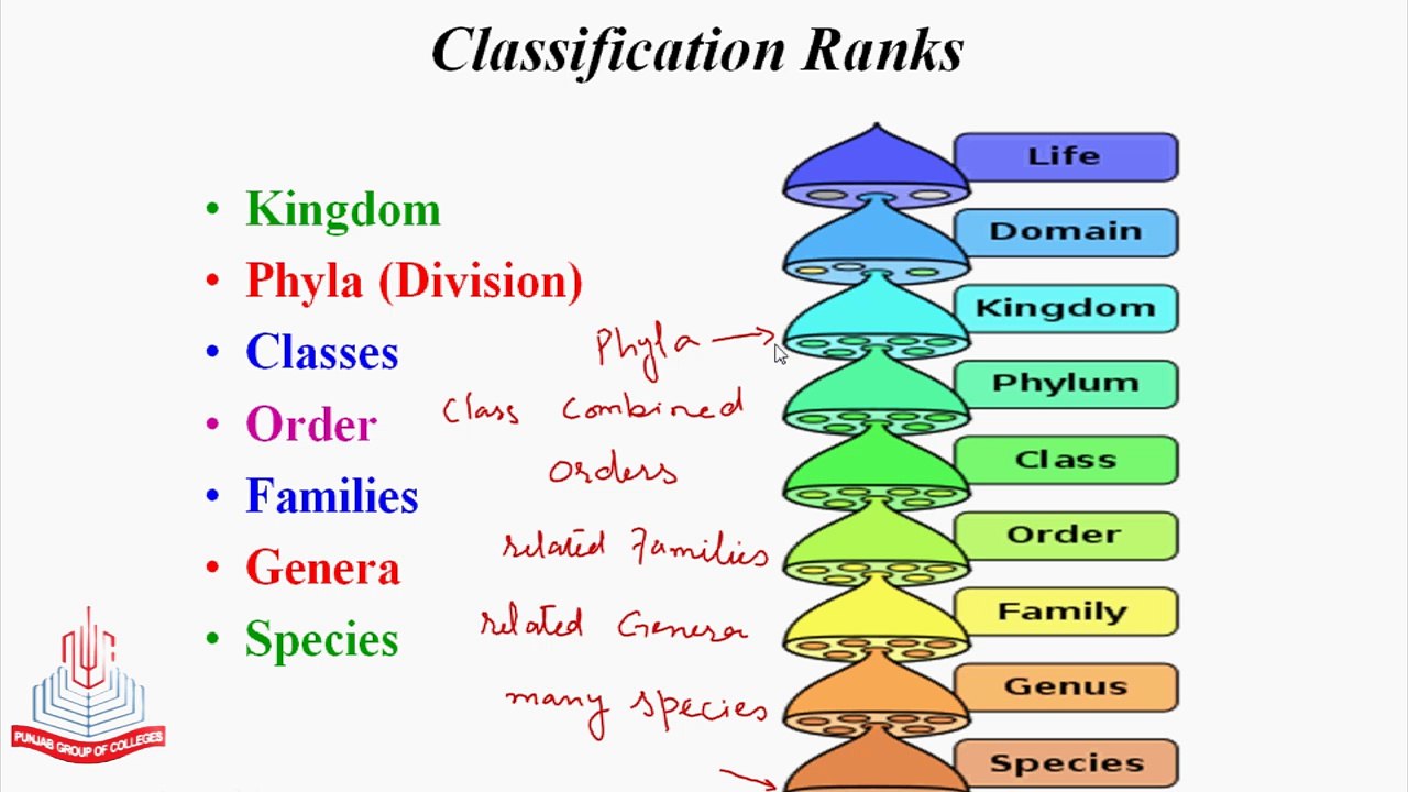 Classification of Species, Classification Ranks & Nomenclature