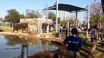 Houston Zoo Elephants