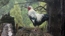Rooster Crowing - Nonstop Morning Wake Up Call