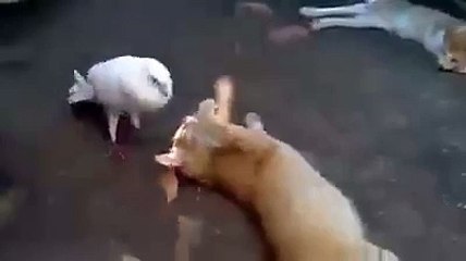 "..Great Video.."_..." - Adnan Ali Abbas