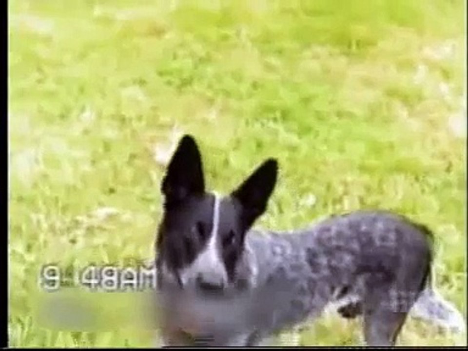 Clever Dog or What!!