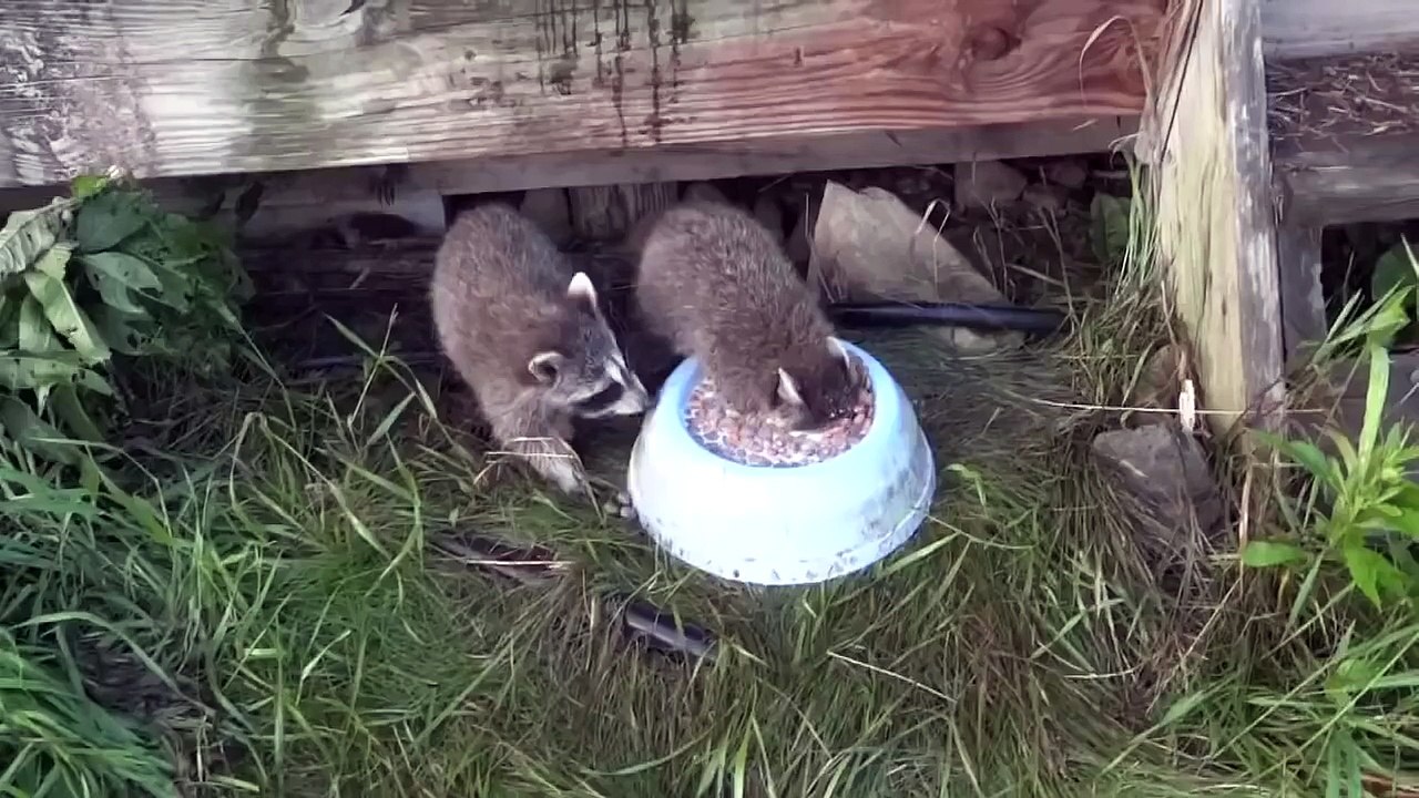 Raccoon drinking milk, ducking his head in a bowl