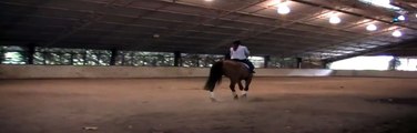 YOGI! ~ New Loan horse (3rd ride) Para Equestrian Dressage