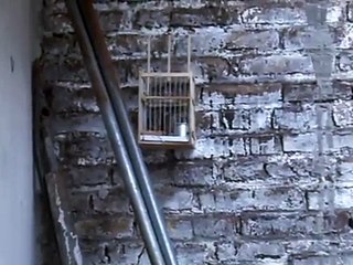 JILGUERO BLANCO LLAMADOR (Argentino)