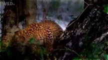 National Geographic Animal 2015 Cheetah vs Leopard vs Lion Full Documentary HD 360p