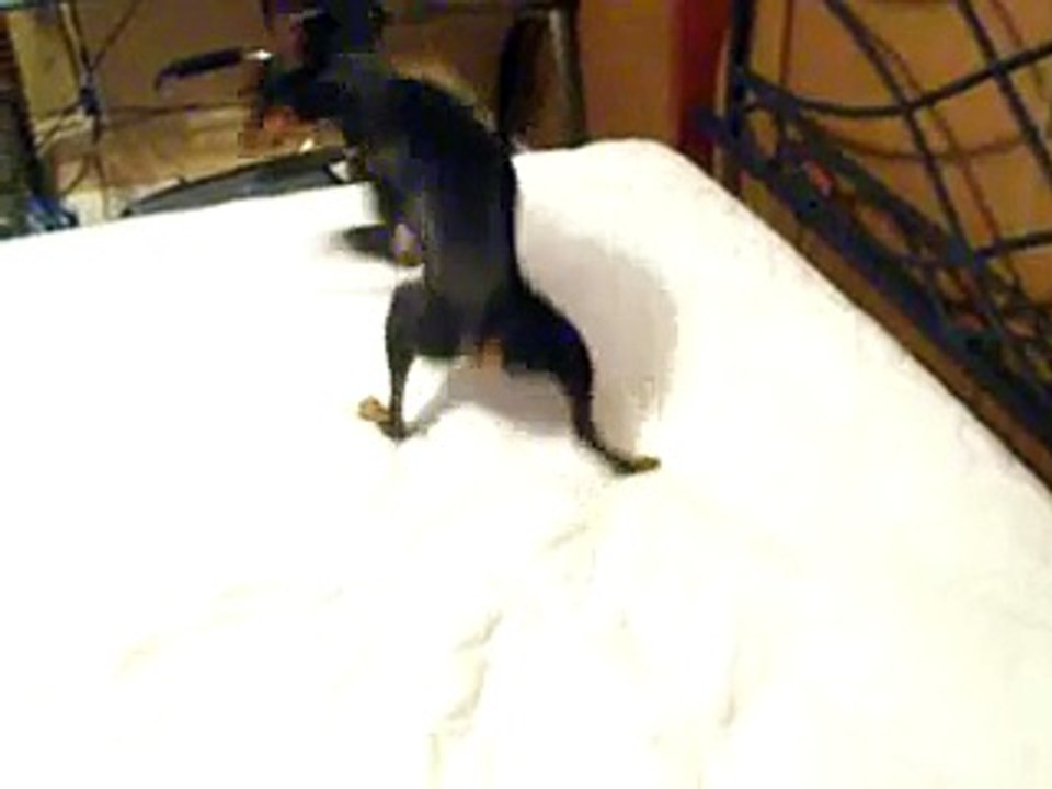 crazy miniature pinscher