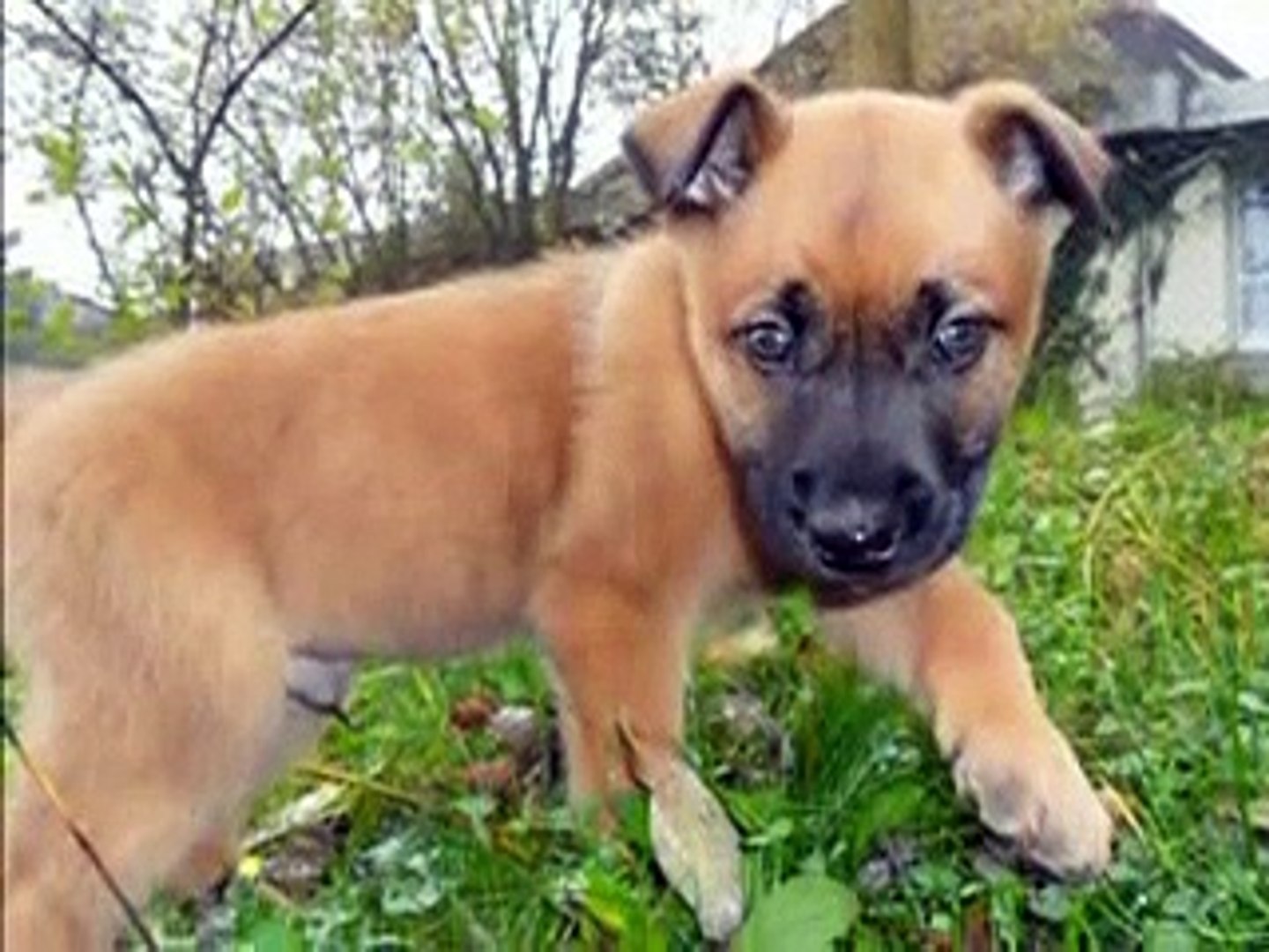 Mordant De Guns Malinois De 3 Mois Et Demi Video Dailymotion