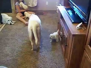 AKC LABRADOR PUPPIES WHITE AND BLACK