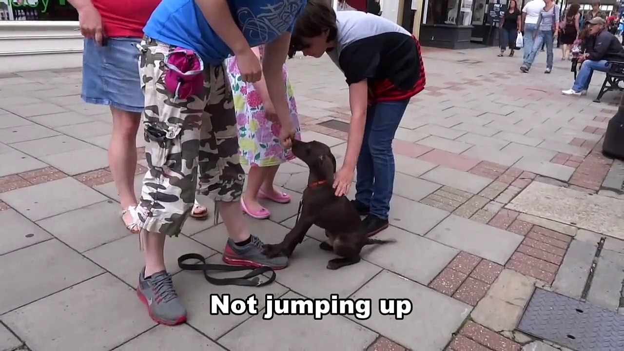 Dudley - German Shorthaired Pointer Puppy - 14 Day Dog Boot Camp at Adolescent Dogs UK