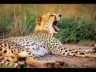 Serengeti darf nicht sterben