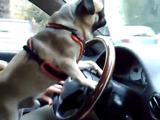 PUG CARLINO GG DRIVING CAR !!!