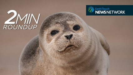 Bizarre seal rescue, Obama for elephants & an eagle landing fail!