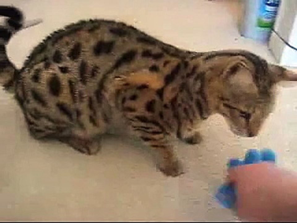 ABBA My F1 Savannah Cat Playing Fetch