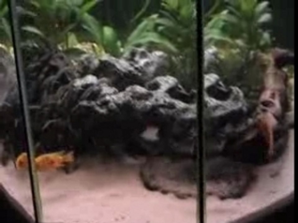 Aquarium ivo