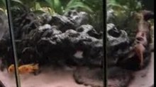 Aquarium ivo