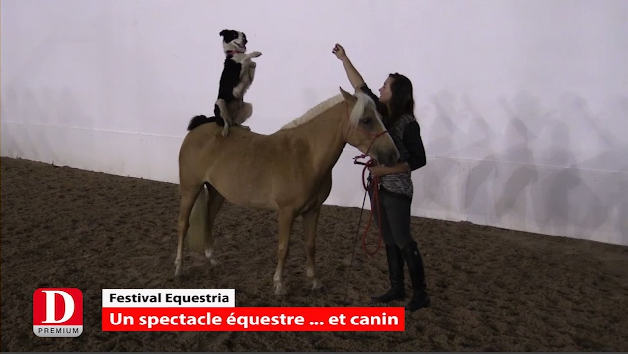 Amandine Perez, jeune talent du dressage équestre
