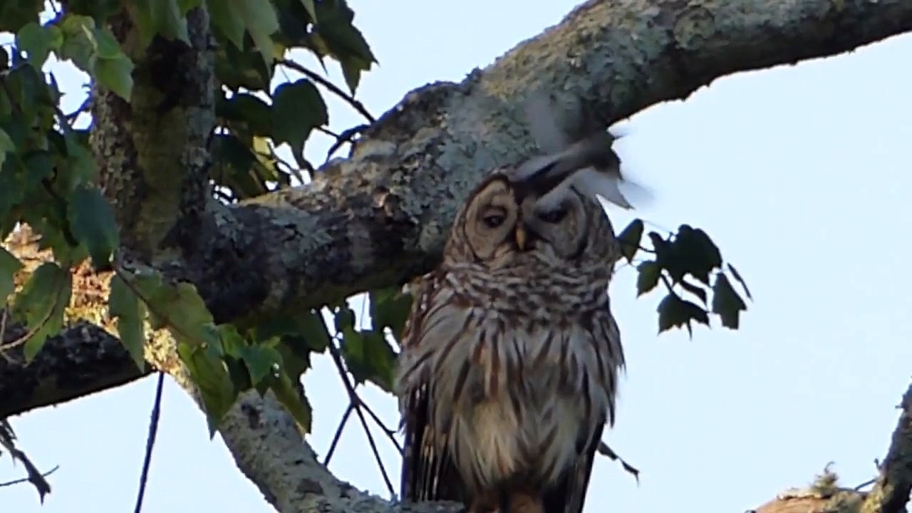 Owl doesn't care of Swallow Birds attacking her...