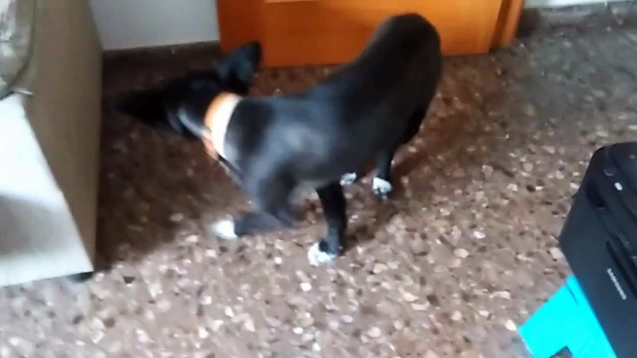 Dog Closes the Door With Ease!