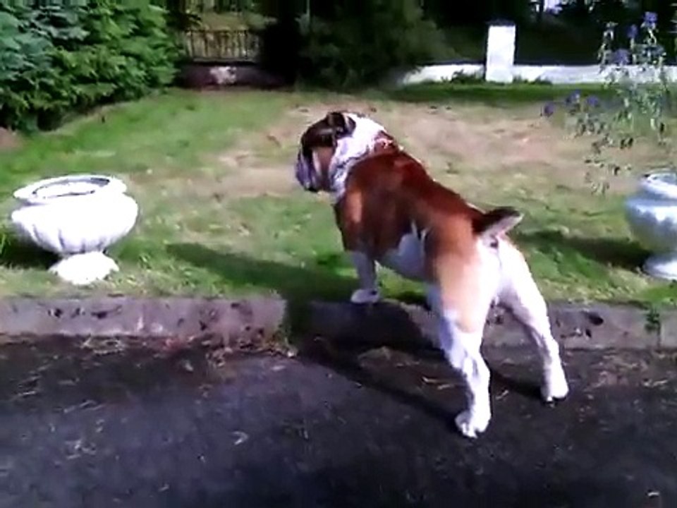 English Bulldog  Guard dog