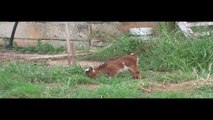 My Pygmy Goats Pets - Mellon & Collie