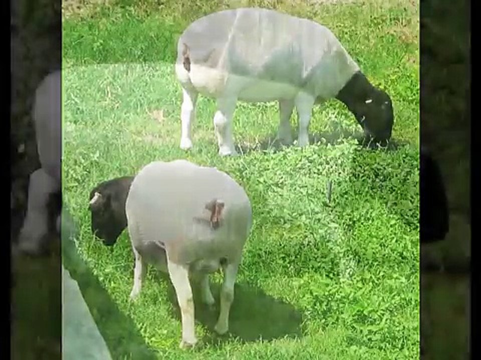 Borregos, Granja de Ovinos "Santa Fe" Dorper www.borregosdorper.com