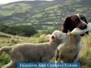 Strange and Amazing  love of Animals with other animals you won't believe.