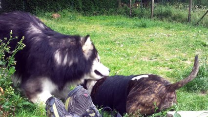 Balayette mode casse-boules activé :p