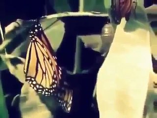 National Geographic Animals 2014 Imposters Full Documentary Animals HD