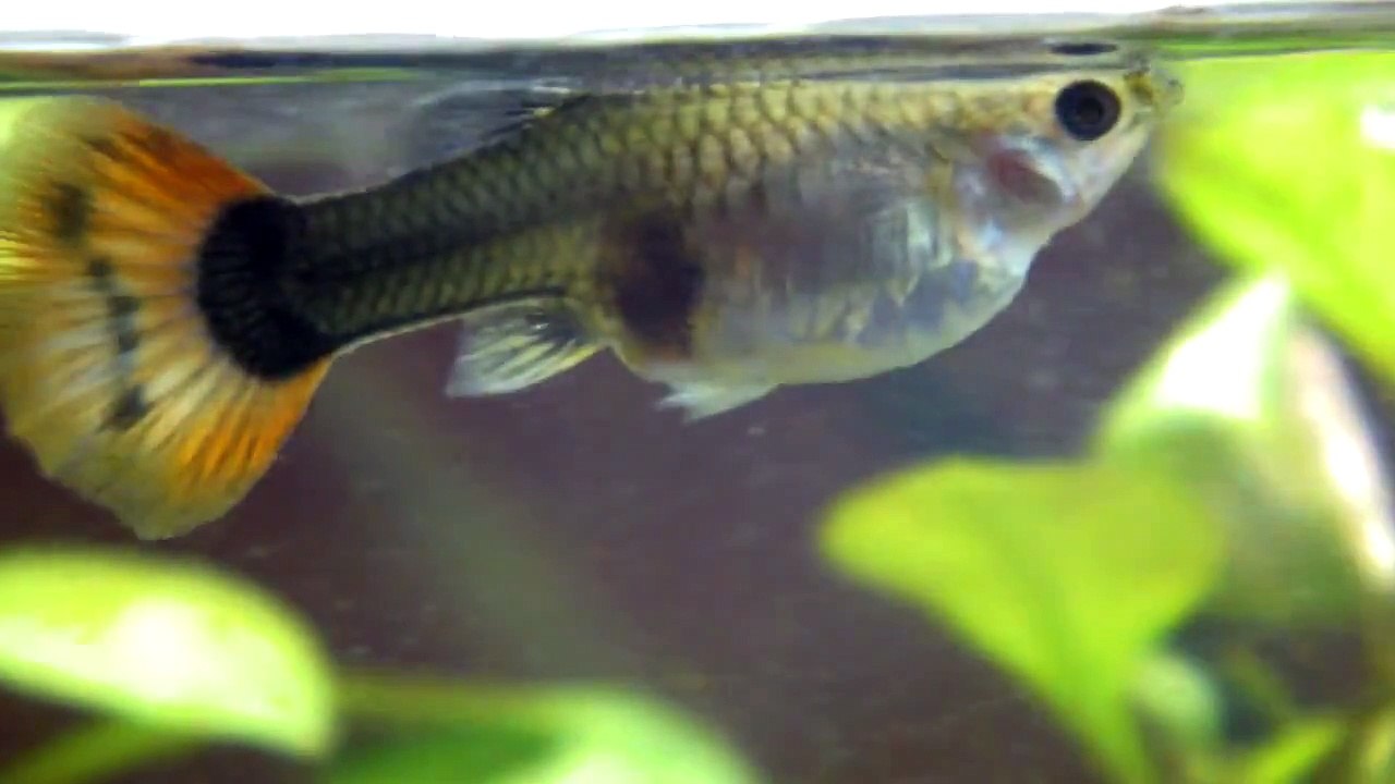 Mama Guppy aan het bevallen