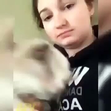 Dog Sneeze Hund niest funny sneezing Dog sweet sneezing dog http www havetime ch