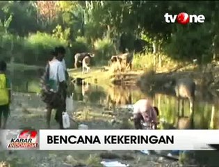 Kekeringan, Warga 2 Desa di Sikka Konsumsi Air Kubangan
