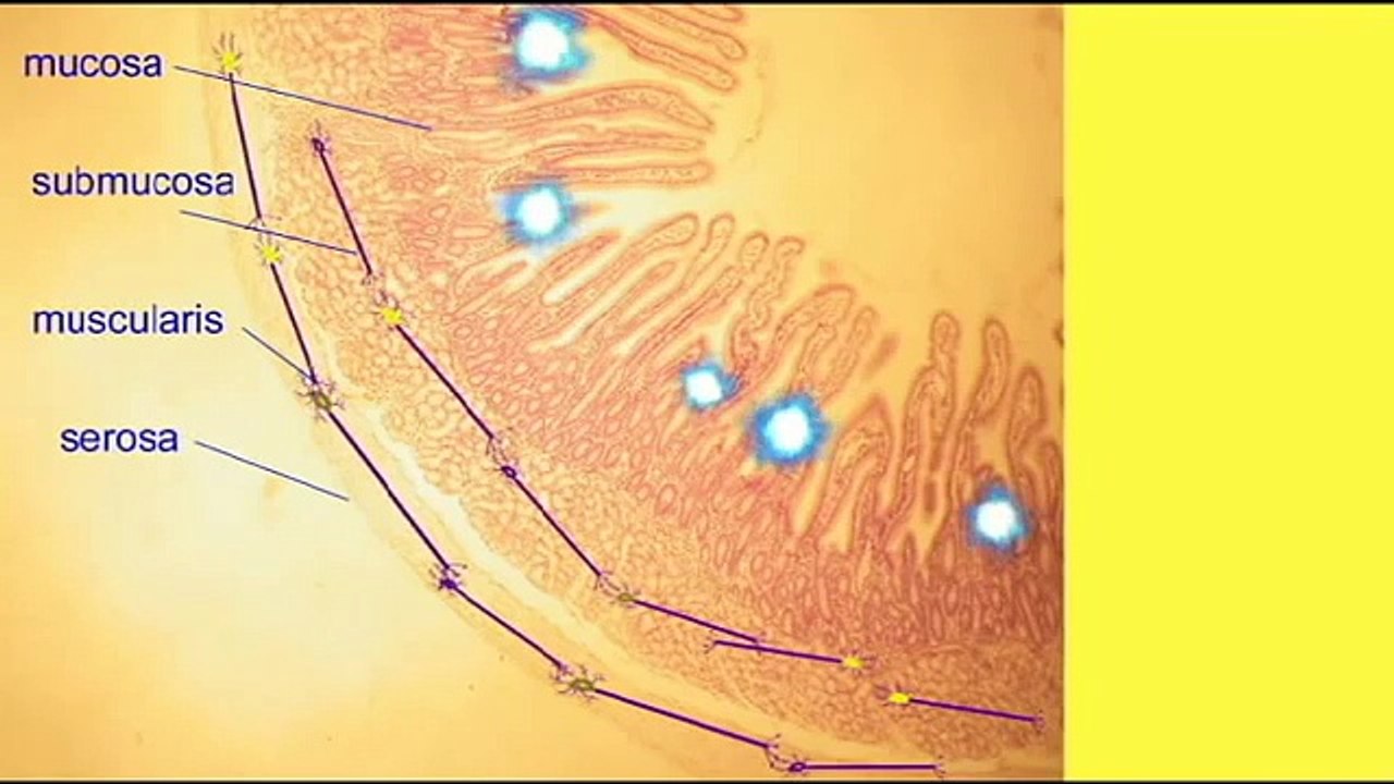 AP2 3: ENTERIC NERVOUS SYSTEM