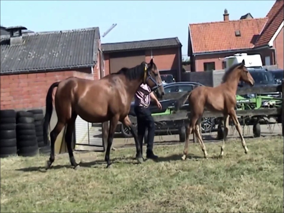 Veulenviste-11 Juli 2015-Van de Bisschop