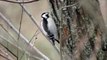 Slow Motion Downy Woodpecker