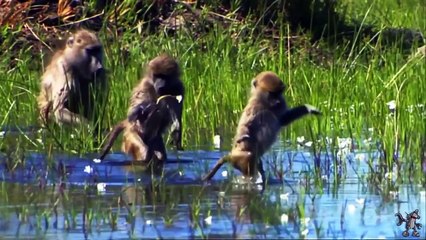VIDEOS INCRIVEIS DE ANIMAIS