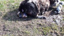 Shetland Sheep Milkyway giving birth to twins