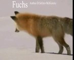 Fuchs Rotfuchs Animals Tiere Natur SelMcKenzie Selzer-McKenzie