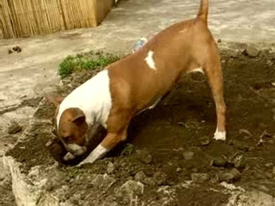 bamba