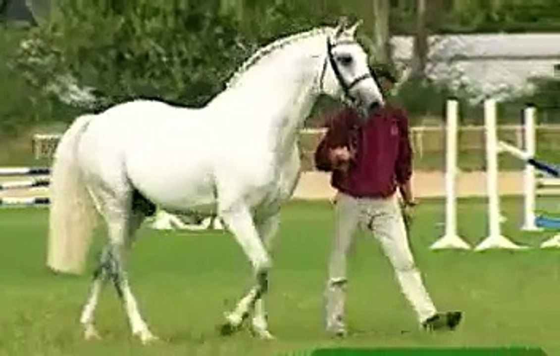 Carolus I by Capital a 1986 Holsteiner Stallion