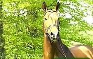 Drosselklang II  1984 Hanoverian Stallion by Don Carlos
