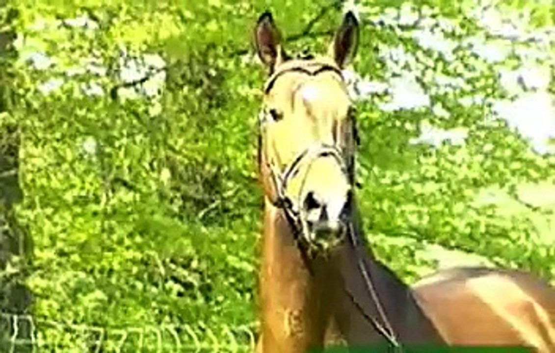 Drosselklang II  1984 Hanoverian Stallion by Don Carlos