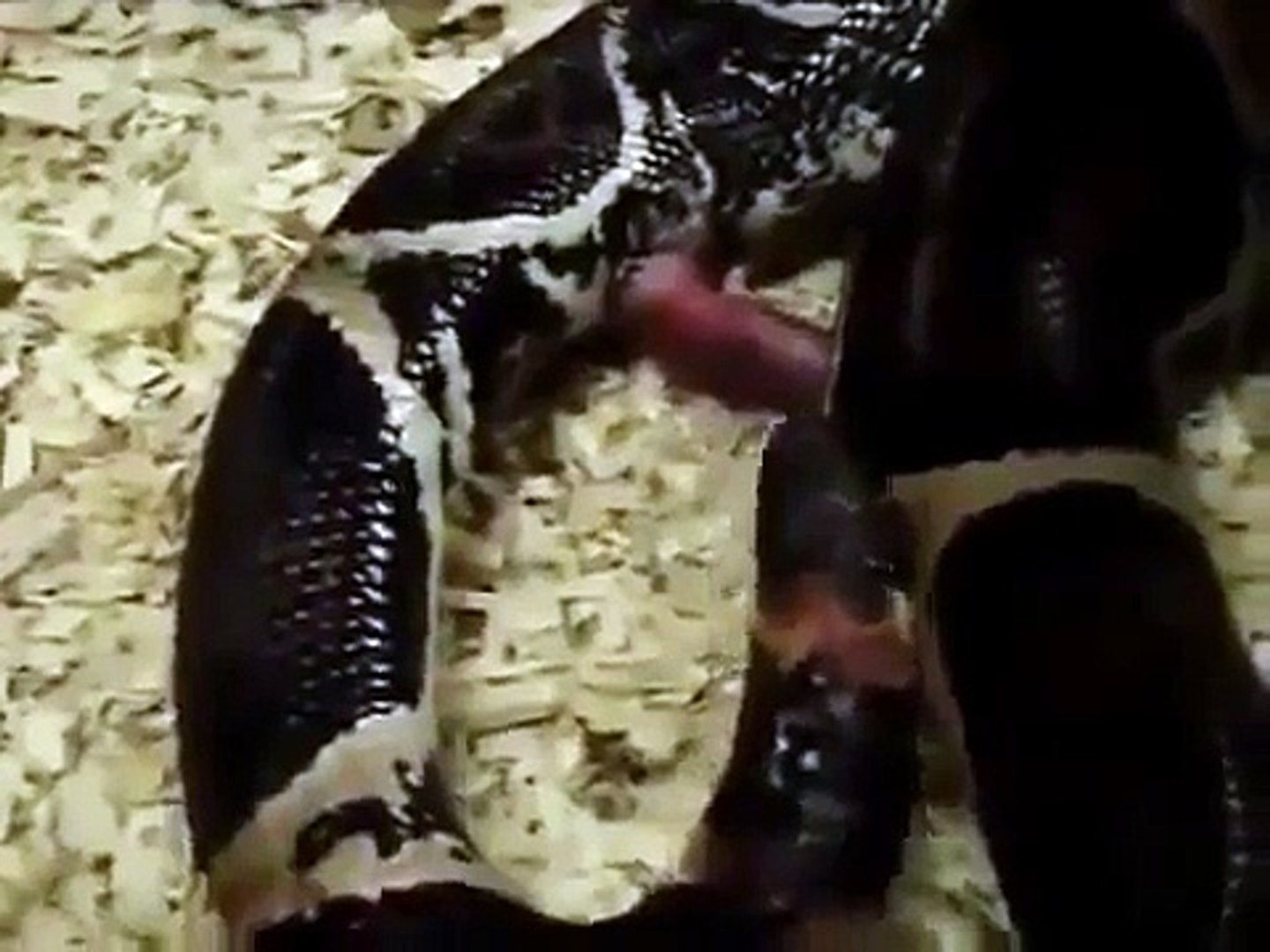 SNAKE SEX VIDEO FUNNY ANIMAL SEX VIDEO