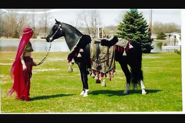 Black Arabian Stallion Pharoahs Ransom Midwest