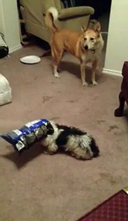Dog can't see.